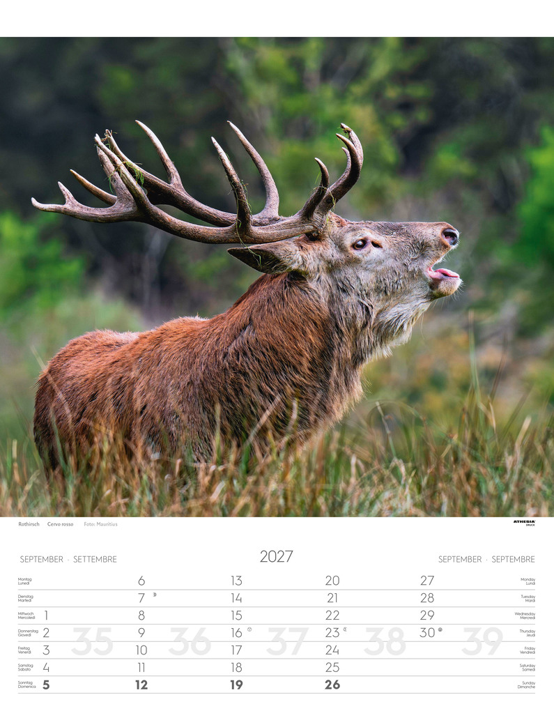 Weitere Ansicht: Tiere der Alpen - Kalender 2027