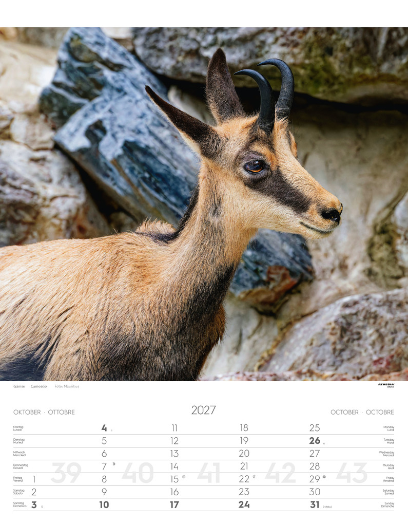 Weitere Ansicht: Tiere der Alpen - Kalender 2027