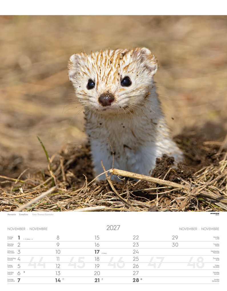 Weitere Ansicht: Tiere der Alpen - Kalender 2027