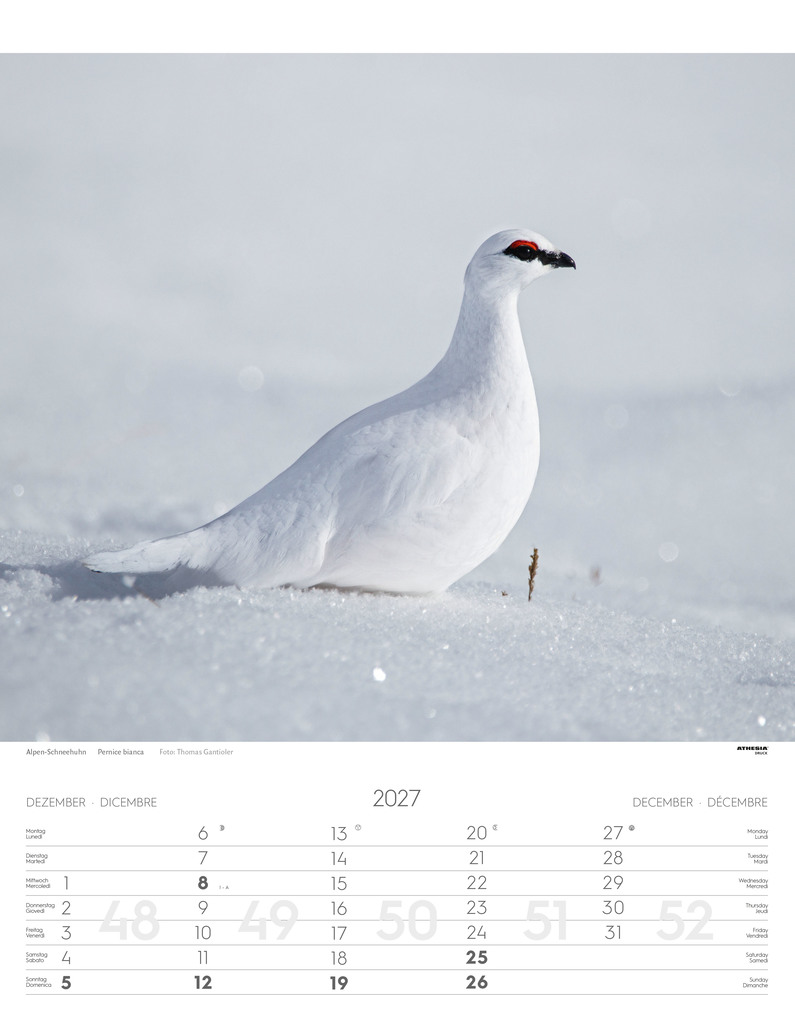 Weitere Ansicht: Tiere der Alpen - Kalender 2027