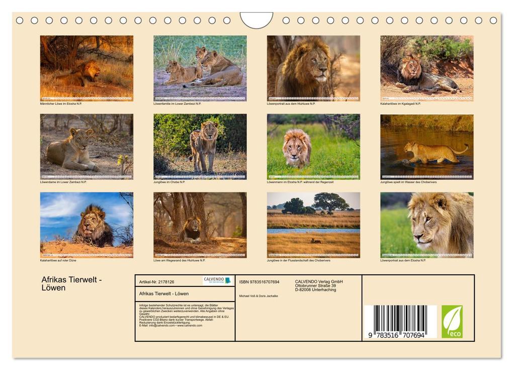 Weitere Ansicht: Afrikas Tierwelt - Löwen (Wandkalender 2026 DIN A4 quer), CALVENDO Monatskalender | Michael Voß, Calvendo