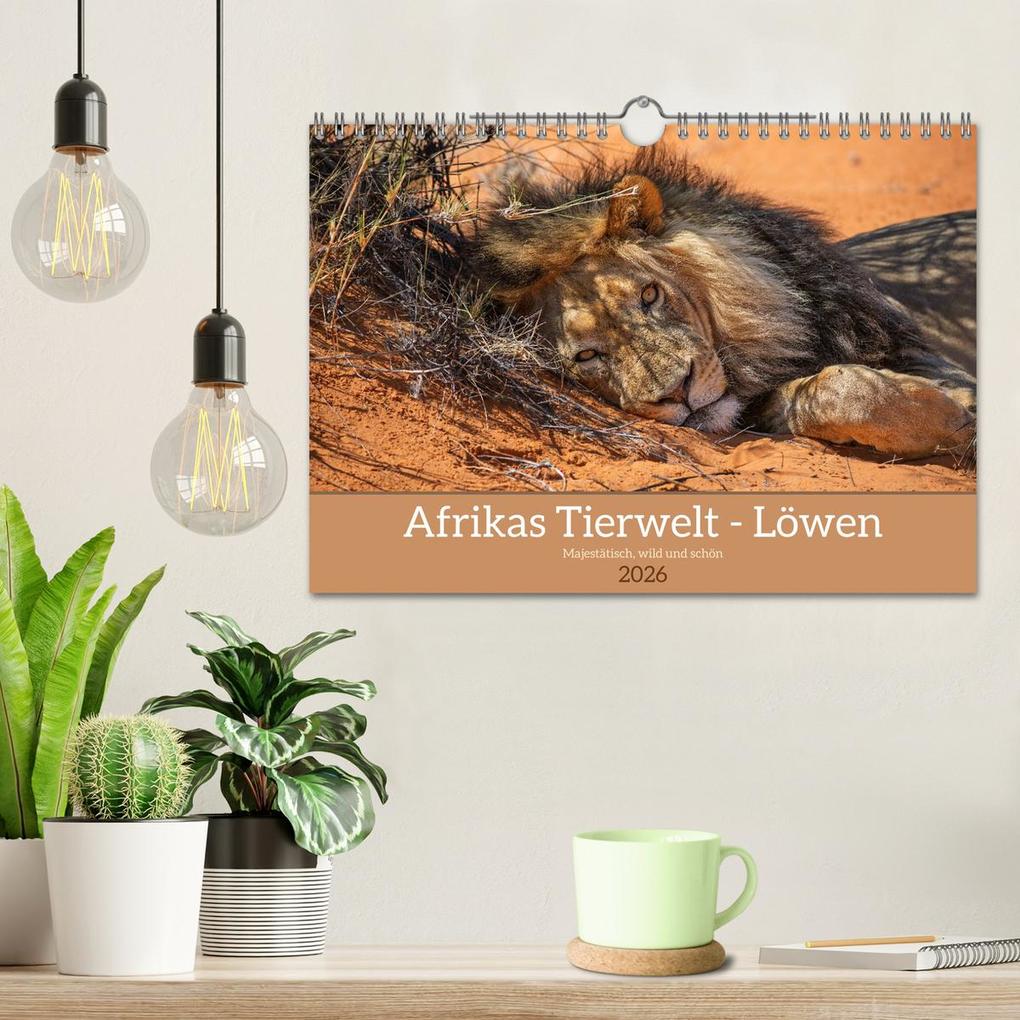 Weitere Ansicht: Afrikas Tierwelt - Löwen (Wandkalender 2026 DIN A4 quer), CALVENDO Monatskalender | Michael Voß, Calvendo