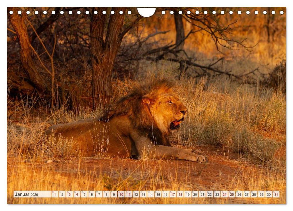 Weitere Ansicht: Afrikas Tierwelt - Löwen (Wandkalender 2026 DIN A4 quer), CALVENDO Monatskalender | Michael Voß, Calvendo
