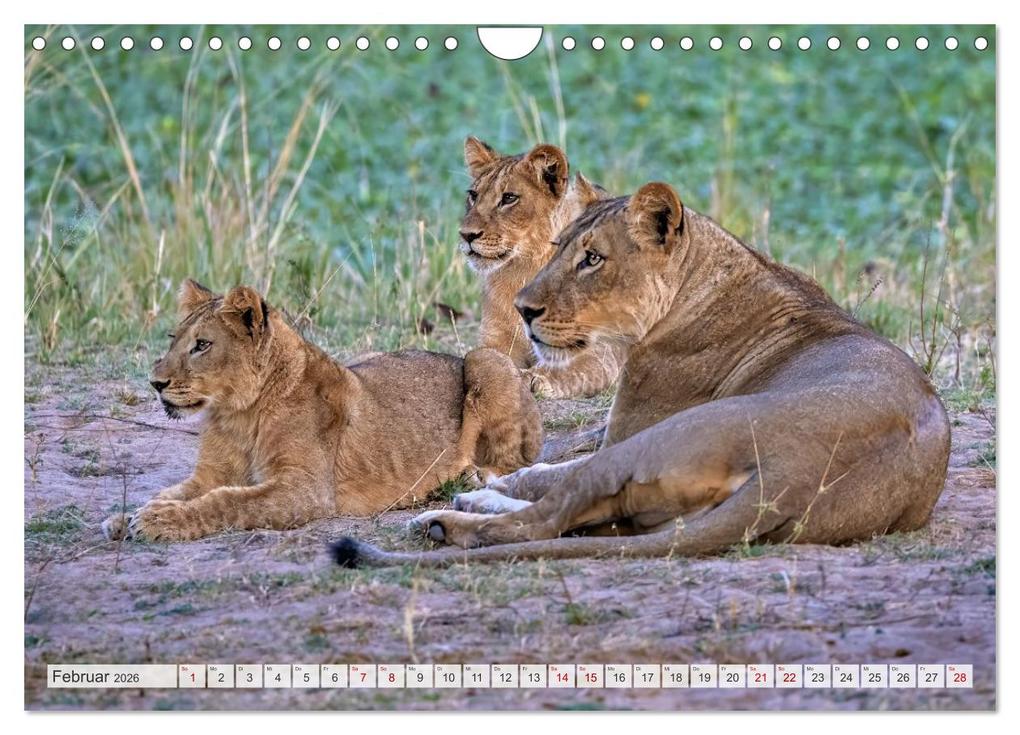 Weitere Ansicht: Afrikas Tierwelt - Löwen (Wandkalender 2026 DIN A4 quer), CALVENDO Monatskalender | Michael Voß, Calvendo
