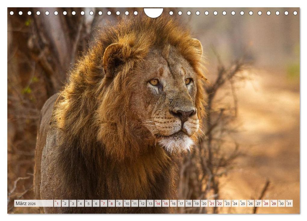 Weitere Ansicht: Afrikas Tierwelt - Löwen (Wandkalender 2026 DIN A4 quer), CALVENDO Monatskalender | Michael Voß, Calvendo