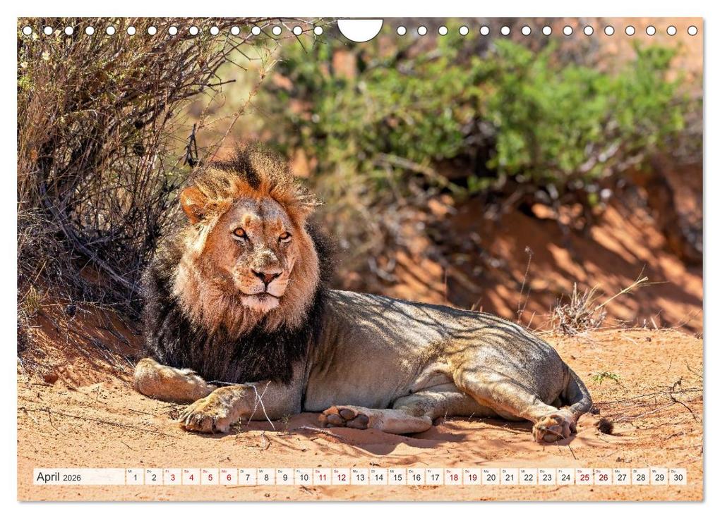 Weitere Ansicht: Afrikas Tierwelt - Löwen (Wandkalender 2026 DIN A4 quer), CALVENDO Monatskalender | Michael Voß, Calvendo