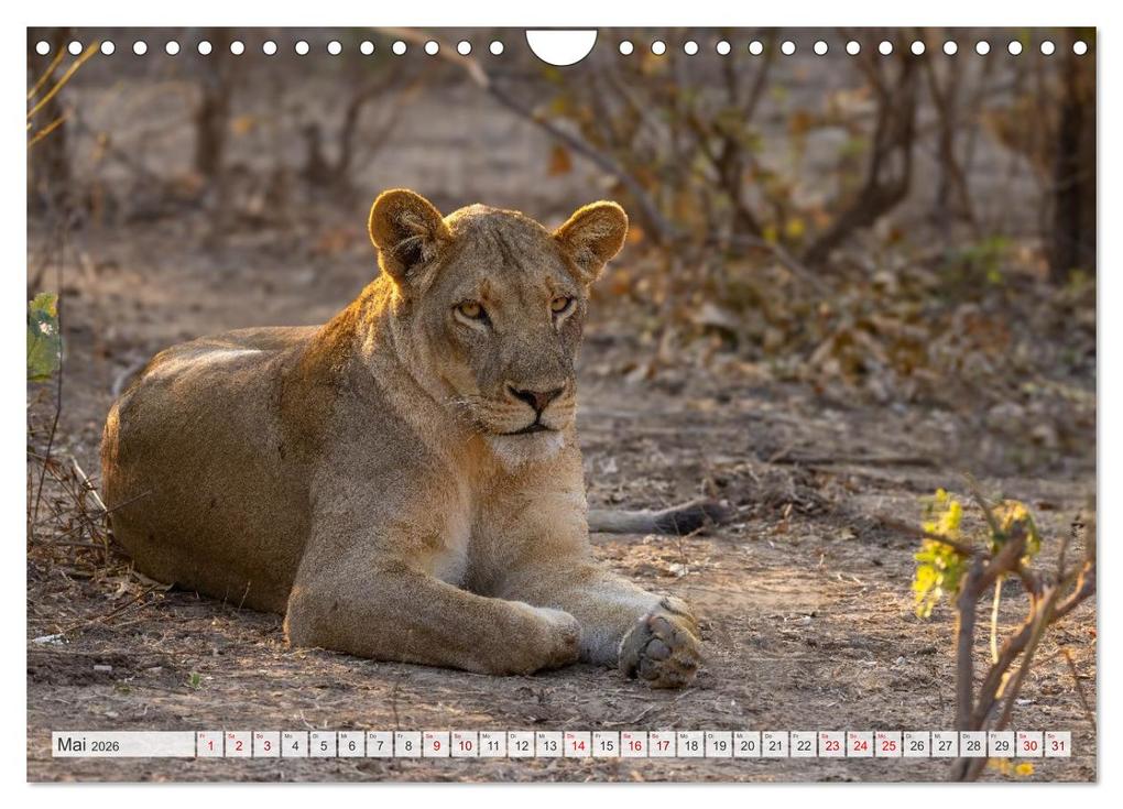 Weitere Ansicht: Afrikas Tierwelt - Löwen (Wandkalender 2026 DIN A4 quer), CALVENDO Monatskalender | Michael Voß, Calvendo