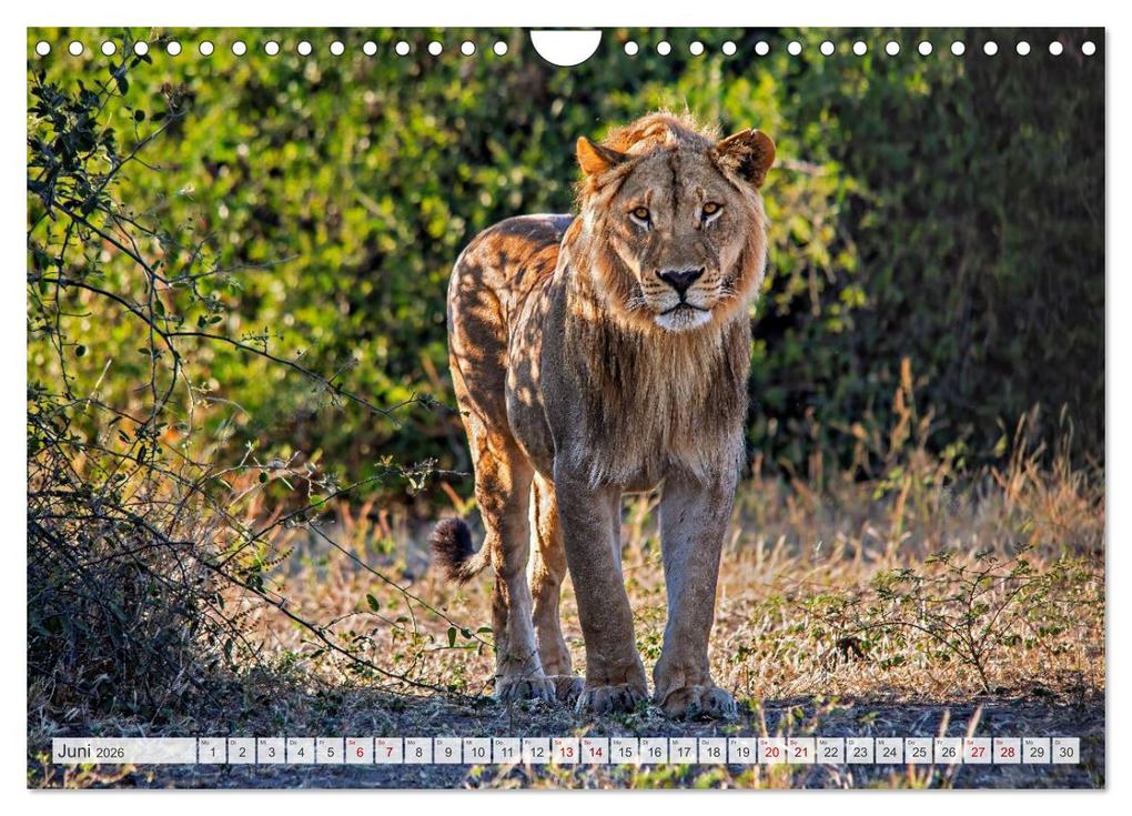 Weitere Ansicht: Afrikas Tierwelt - Löwen (Wandkalender 2026 DIN A4 quer), CALVENDO Monatskalender | Michael Voß, Calvendo