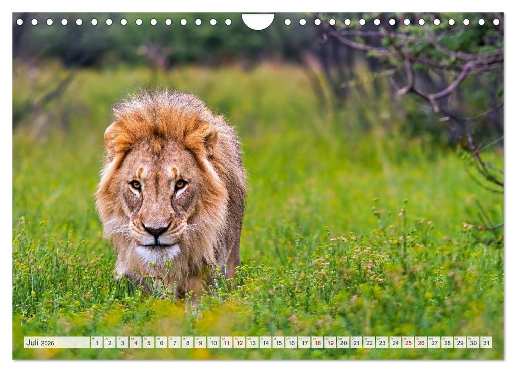 Weitere Ansicht: Afrikas Tierwelt - Löwen (Wandkalender 2026 DIN A4 quer), CALVENDO Monatskalender | Michael Voß, Calvendo
