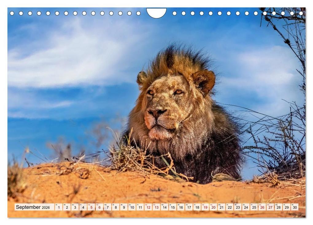 Weitere Ansicht: Afrikas Tierwelt - Löwen (Wandkalender 2026 DIN A4 quer), CALVENDO Monatskalender | Michael Voß, Calvendo