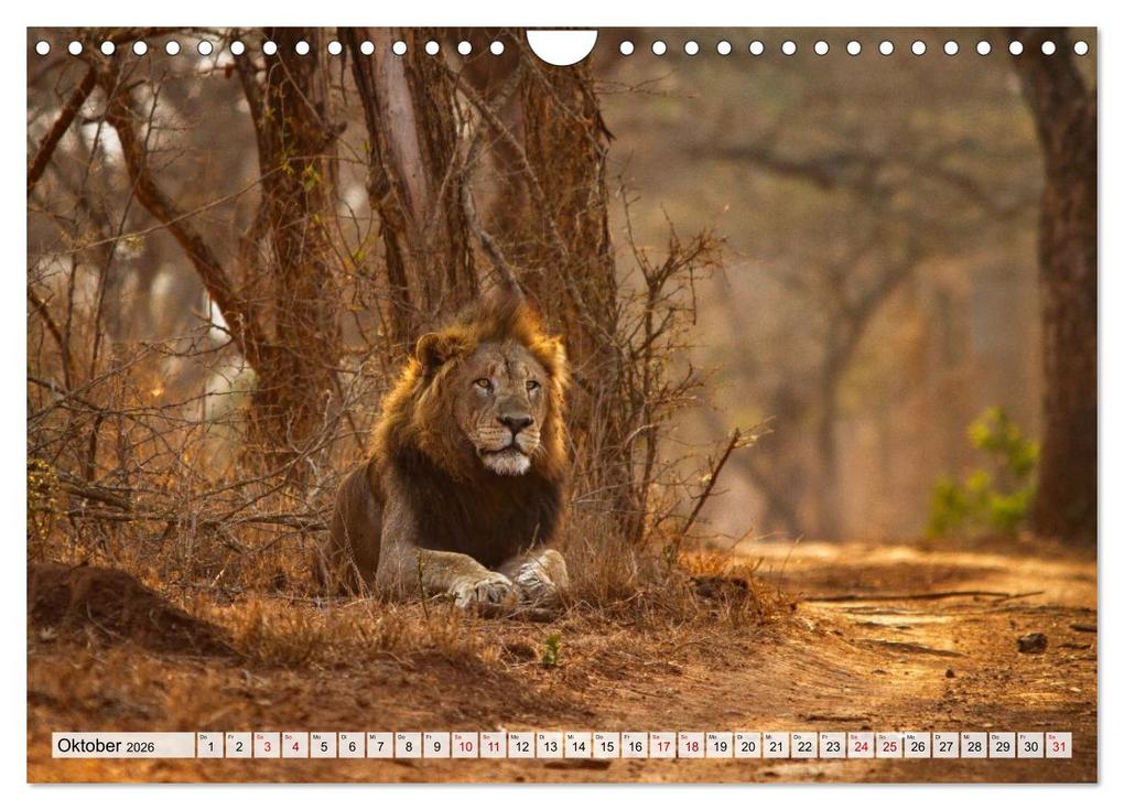 Weitere Ansicht: Afrikas Tierwelt - Löwen (Wandkalender 2026 DIN A4 quer), CALVENDO Monatskalender | Michael Voß, Calvendo