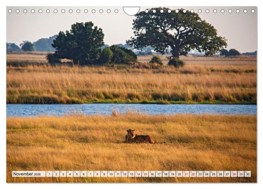 Weitere Ansicht: Afrikas Tierwelt - Löwen (Wandkalender 2026 DIN A4 quer), CALVENDO Monatskalender | Michael Voß, Calvendo