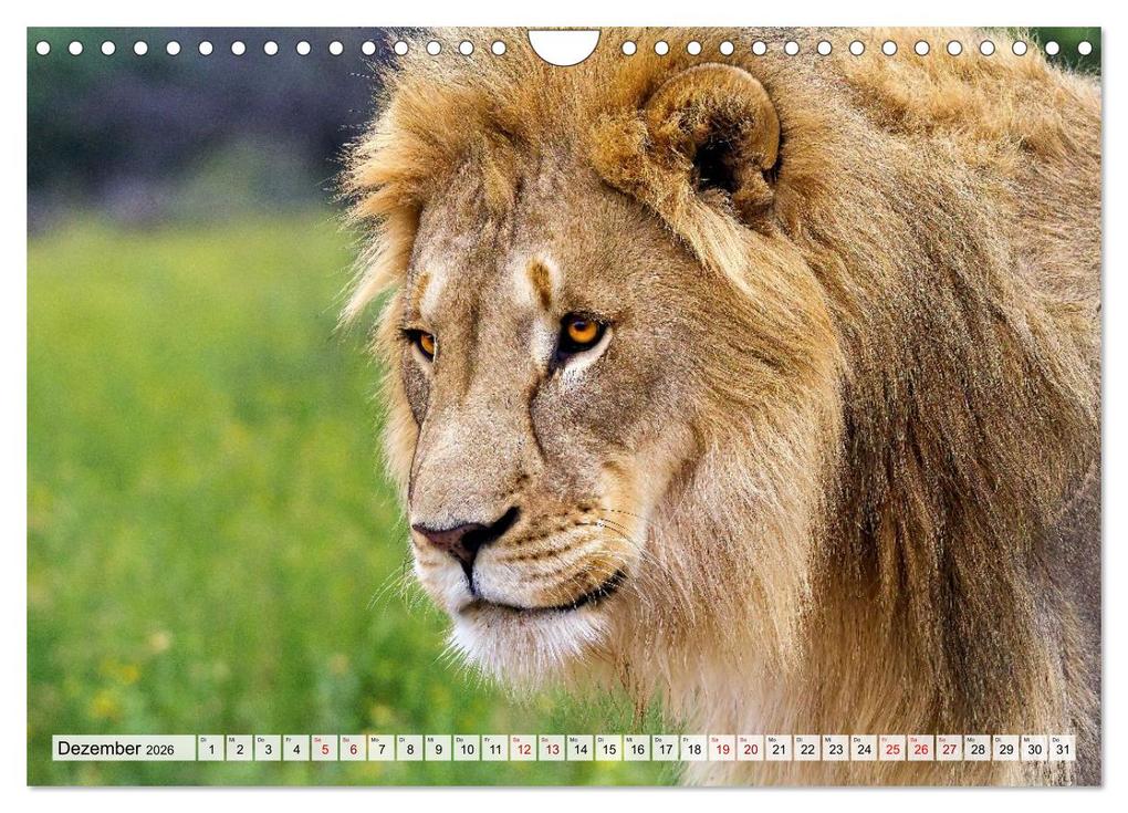 Weitere Ansicht: Afrikas Tierwelt - Löwen (Wandkalender 2026 DIN A4 quer), CALVENDO Monatskalender | Michael Voß, Calvendo