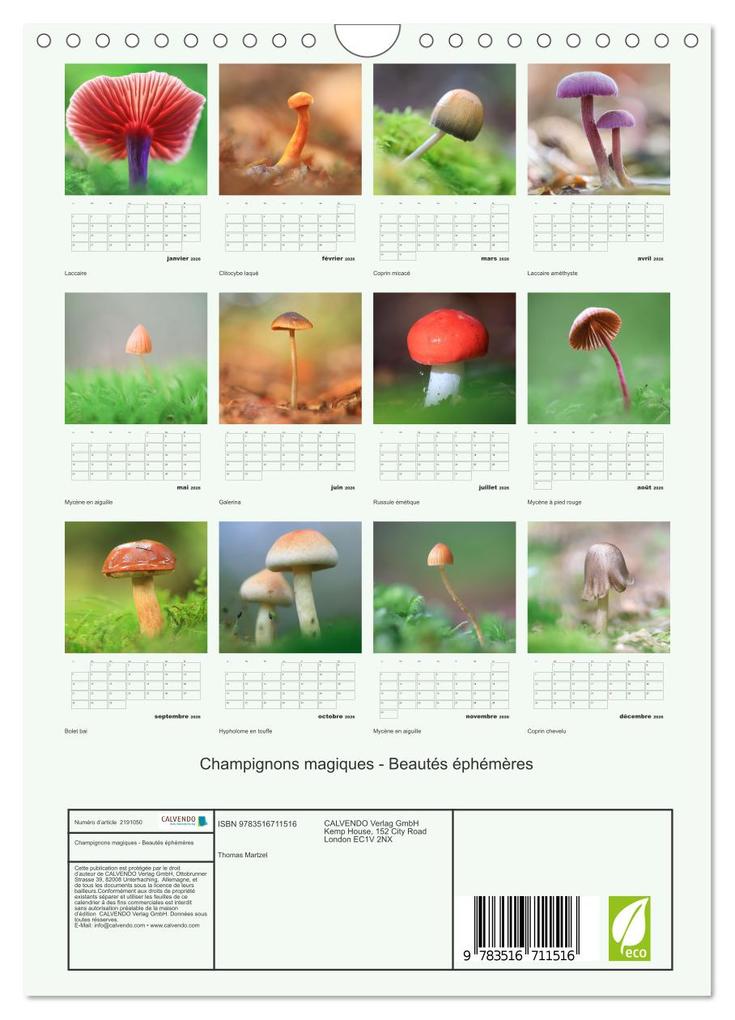 Weitere Ansicht: Champignons magiques - Beautés éphémères (Calendrier mural 2026 DIN A4 horizontal), CALVENDO calendrier mensuel | Thomas Martzel, Calvendo