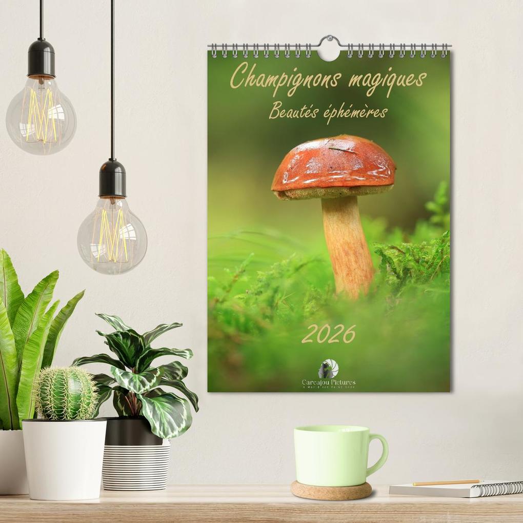 Weitere Ansicht: Champignons magiques - Beautés éphémères (Calendrier mural 2026 DIN A4 horizontal), CALVENDO calendrier mensuel | Thomas Martzel, Calvendo