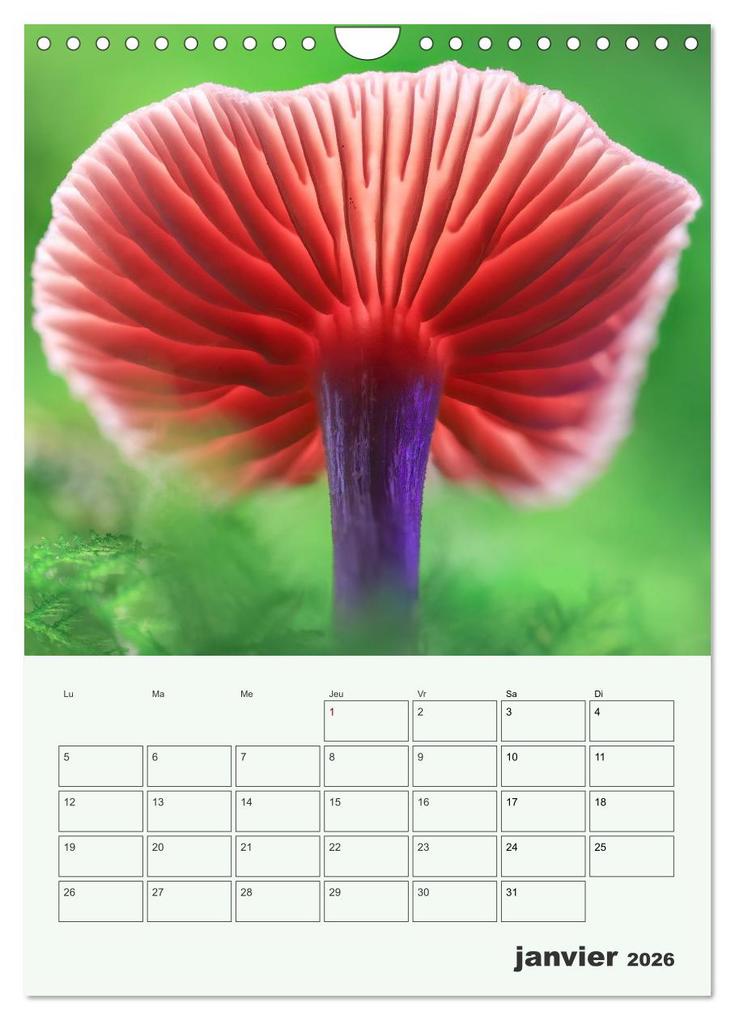 Weitere Ansicht: Champignons magiques - Beautés éphémères (Calendrier mural 2026 DIN A4 horizontal), CALVENDO calendrier mensuel | Thomas Martzel, Calvendo