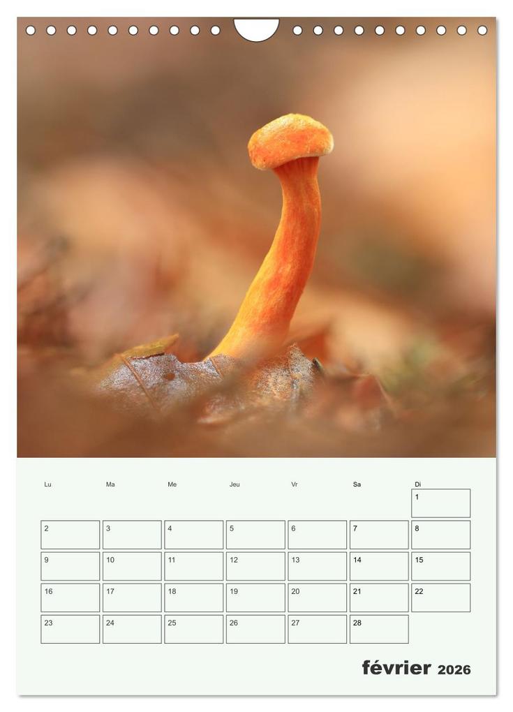 Weitere Ansicht: Champignons magiques - Beautés éphémères (Calendrier mural 2026 DIN A4 horizontal), CALVENDO calendrier mensuel | Thomas Martzel, Calvendo