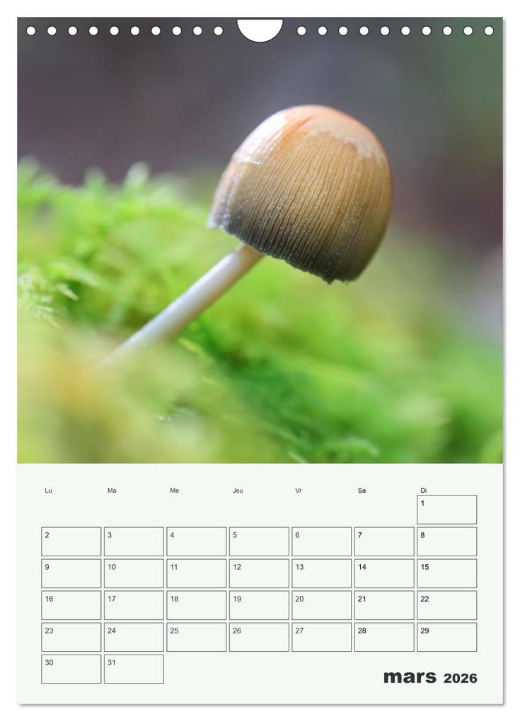 Weitere Ansicht: Champignons magiques - Beautés éphémères (Calendrier mural 2026 DIN A4 horizontal), CALVENDO calendrier mensuel | Thomas Martzel, Calvendo