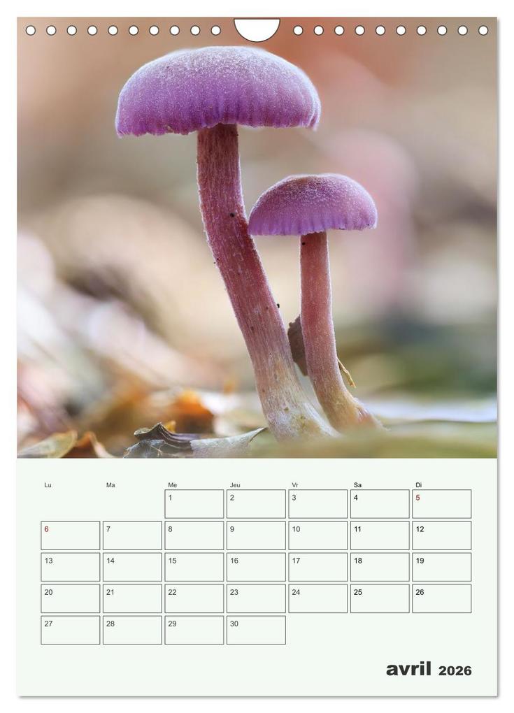 Weitere Ansicht: Champignons magiques - Beautés éphémères (Calendrier mural 2026 DIN A4 horizontal), CALVENDO calendrier mensuel | Thomas Martzel, Calvendo