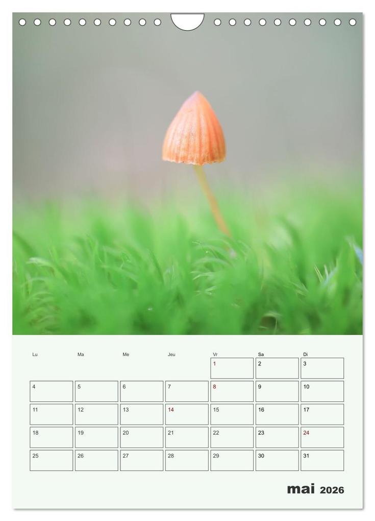 Weitere Ansicht: Champignons magiques - Beautés éphémères (Calendrier mural 2026 DIN A4 horizontal), CALVENDO calendrier mensuel | Thomas Martzel, Calvendo