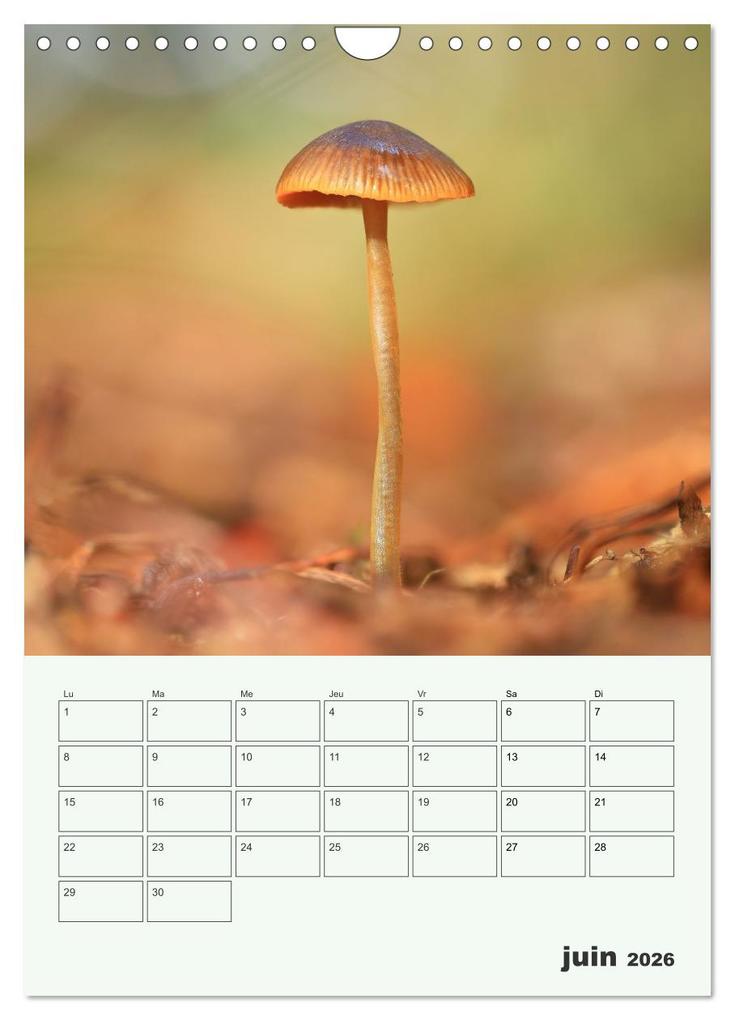 Weitere Ansicht: Champignons magiques - Beautés éphémères (Calendrier mural 2026 DIN A4 horizontal), CALVENDO calendrier mensuel | Thomas Martzel, Calvendo
