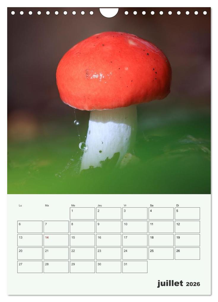 Weitere Ansicht: Champignons magiques - Beautés éphémères (Calendrier mural 2026 DIN A4 horizontal), CALVENDO calendrier mensuel | Thomas Martzel, Calvendo