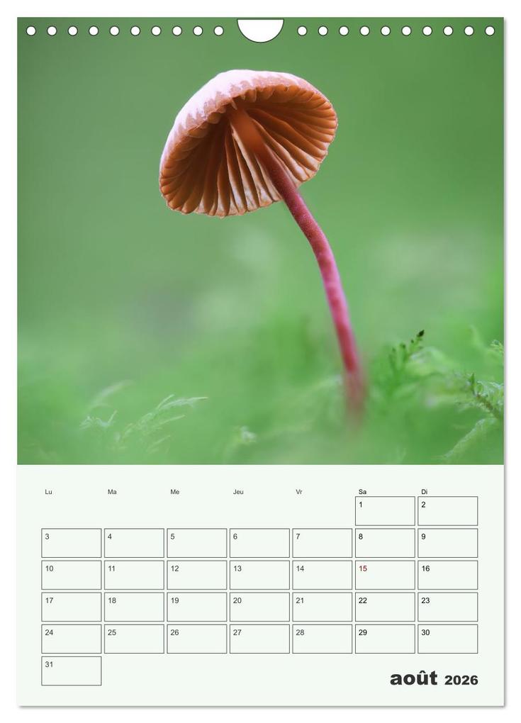 Weitere Ansicht: Champignons magiques - Beautés éphémères (Calendrier mural 2026 DIN A4 horizontal), CALVENDO calendrier mensuel | Thomas Martzel, Calvendo