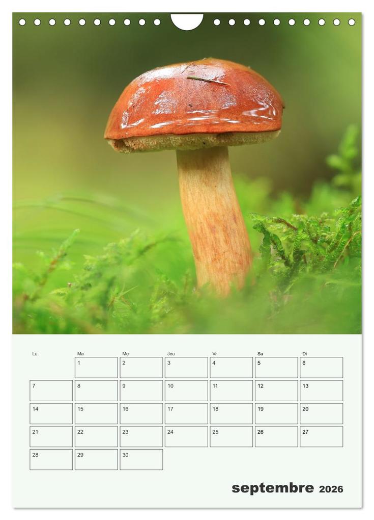 Weitere Ansicht: Champignons magiques - Beautés éphémères (Calendrier mural 2026 DIN A4 horizontal), CALVENDO calendrier mensuel | Thomas Martzel, Calvendo