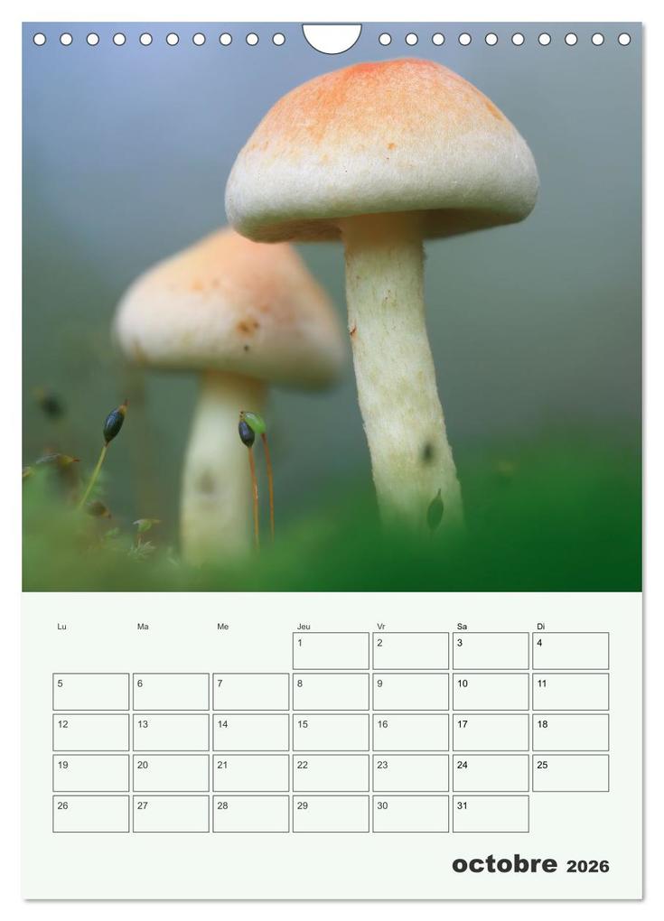 Weitere Ansicht: Champignons magiques - Beautés éphémères (Calendrier mural 2026 DIN A4 horizontal), CALVENDO calendrier mensuel | Thomas Martzel, Calvendo