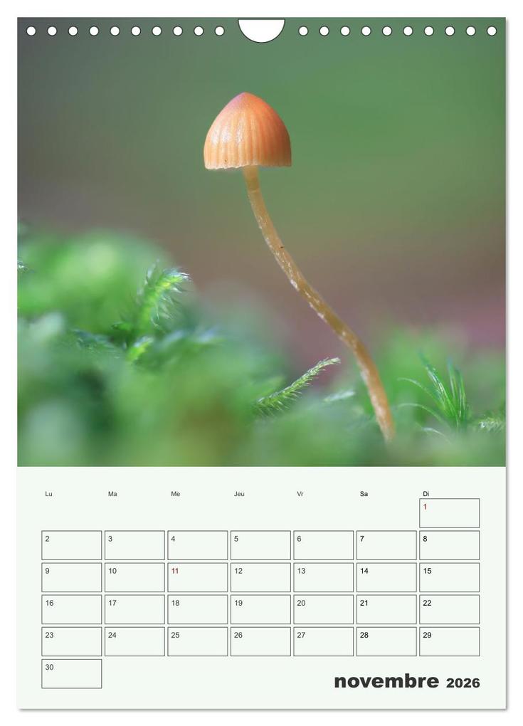 Weitere Ansicht: Champignons magiques - Beautés éphémères (Calendrier mural 2026 DIN A4 horizontal), CALVENDO calendrier mensuel | Thomas Martzel, Calvendo