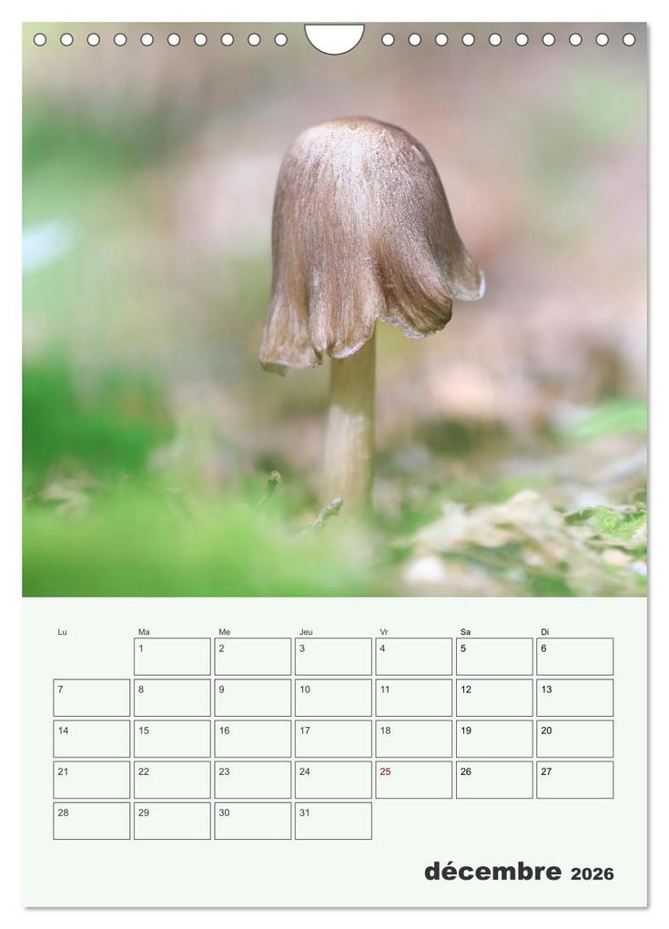 Weitere Ansicht: Champignons magiques - Beautés éphémères (Calendrier mural 2026 DIN A4 horizontal), CALVENDO calendrier mensuel | Thomas Martzel, Calvendo