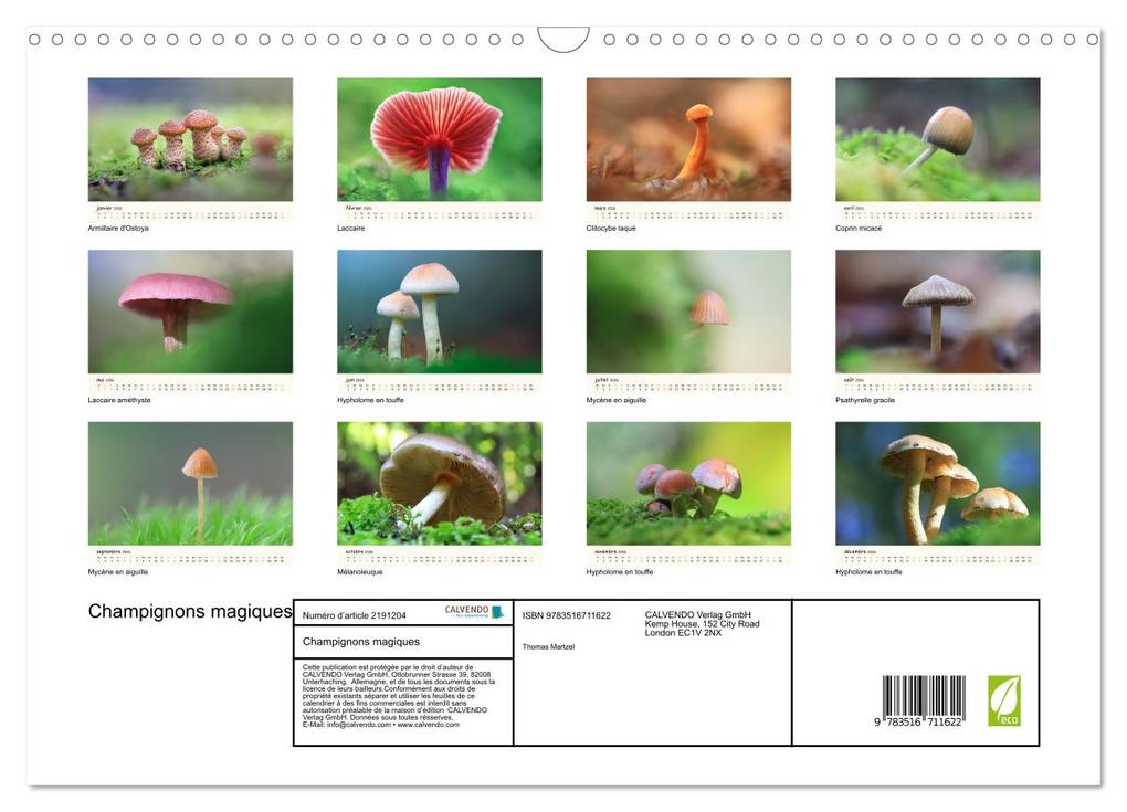 Weitere Ansicht: Champignons magiques (Calendrier mural 2026 DIN A3 vertical), CALVENDO calendrier mensuel | Thomas Martzel, Calvendo