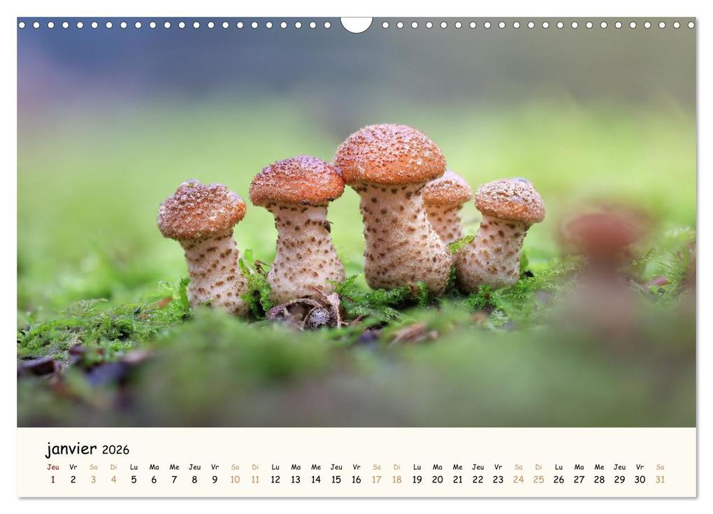 Weitere Ansicht: Champignons magiques (Calendrier mural 2026 DIN A3 vertical), CALVENDO calendrier mensuel | Thomas Martzel, Calvendo