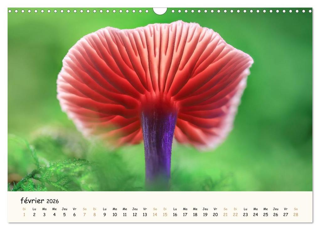 Weitere Ansicht: Champignons magiques (Calendrier mural 2026 DIN A3 vertical), CALVENDO calendrier mensuel | Thomas Martzel, Calvendo