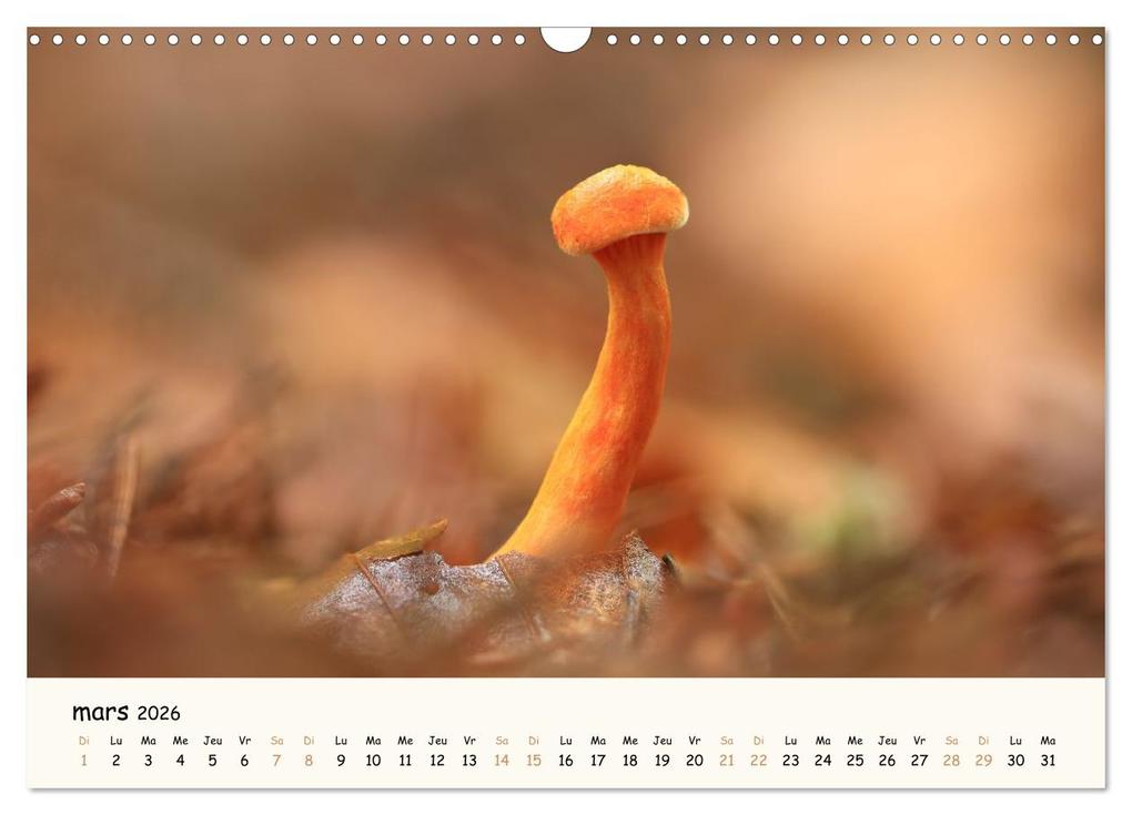 Weitere Ansicht: Champignons magiques (Calendrier mural 2026 DIN A3 vertical), CALVENDO calendrier mensuel | Thomas Martzel, Calvendo