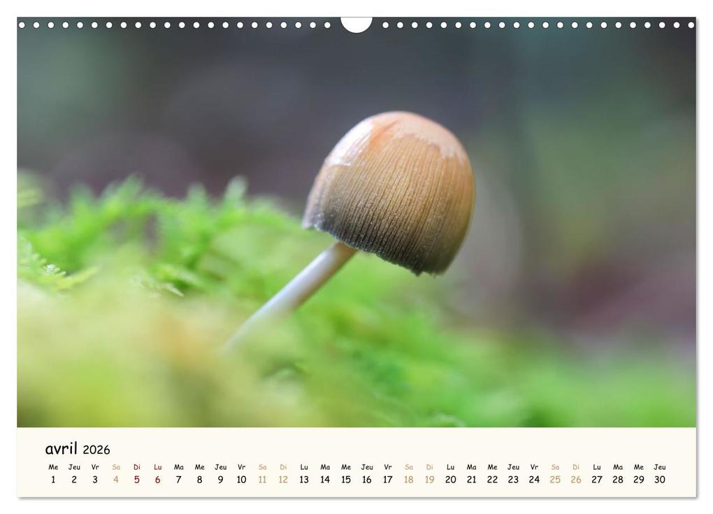 Weitere Ansicht: Champignons magiques (Calendrier mural 2026 DIN A3 vertical), CALVENDO calendrier mensuel | Thomas Martzel, Calvendo