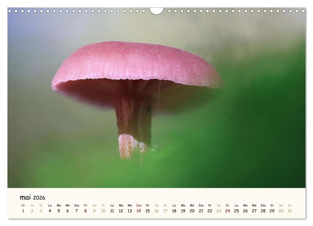 Weitere Ansicht: Champignons magiques (Calendrier mural 2026 DIN A3 vertical), CALVENDO calendrier mensuel | Thomas Martzel, Calvendo