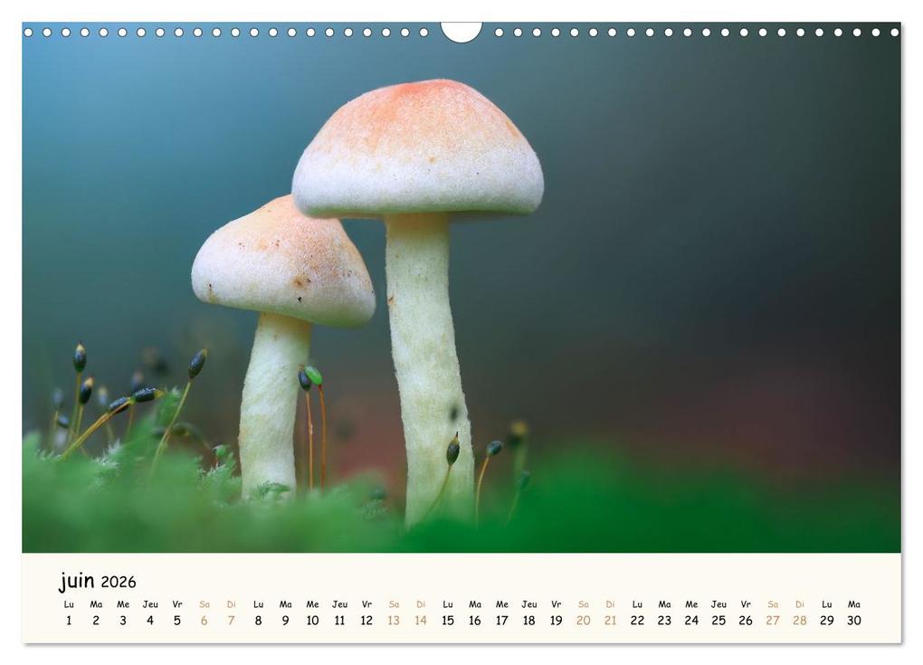 Weitere Ansicht: Champignons magiques (Calendrier mural 2026 DIN A3 vertical), CALVENDO calendrier mensuel | Thomas Martzel, Calvendo