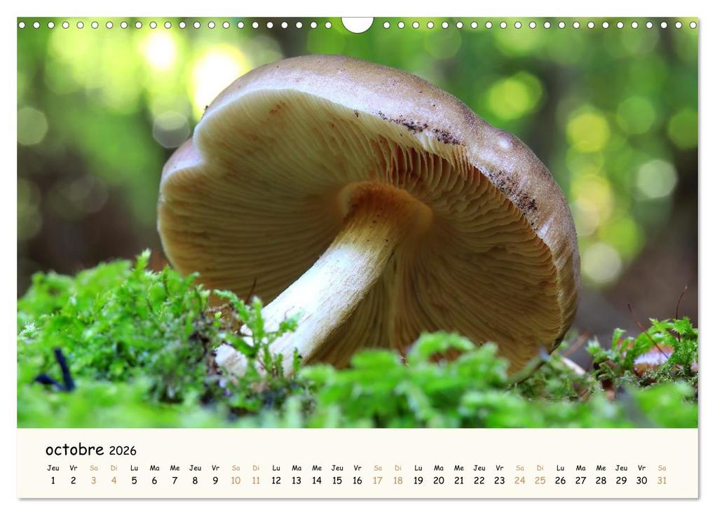 Weitere Ansicht: Champignons magiques (Calendrier mural 2026 DIN A3 vertical), CALVENDO calendrier mensuel | Thomas Martzel, Calvendo