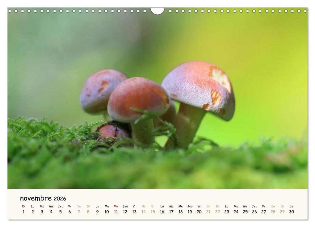 Weitere Ansicht: Champignons magiques (Calendrier mural 2026 DIN A3 vertical), CALVENDO calendrier mensuel | Thomas Martzel, Calvendo