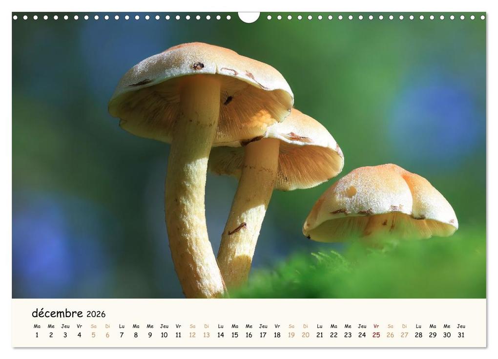 Weitere Ansicht: Champignons magiques (Calendrier mural 2026 DIN A3 vertical), CALVENDO calendrier mensuel | Thomas Martzel, Calvendo