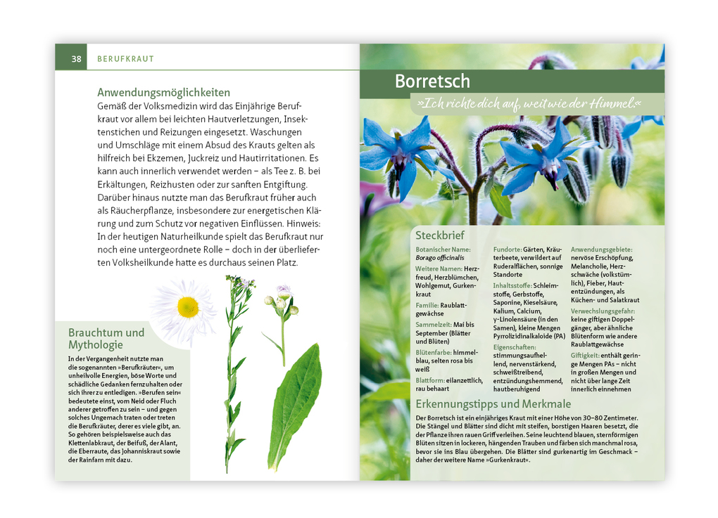 Weitere Ansicht: Essbare Heilkräuter und Wildpflanzen. Kompakt-Ratgeber | Philip Kunisch