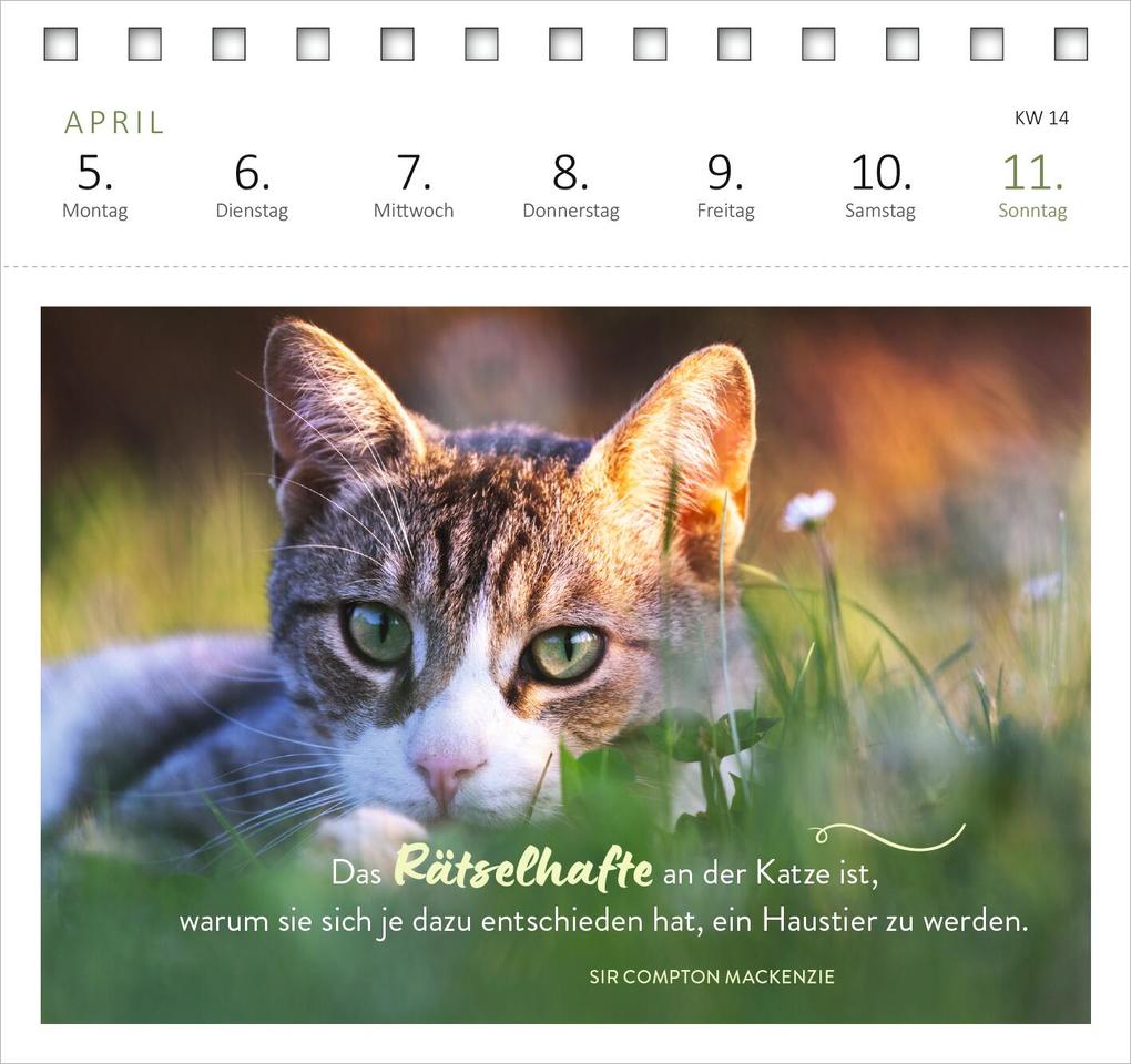 Weitere Ansicht: Postkartenkalender Katzenweisheiten 2027