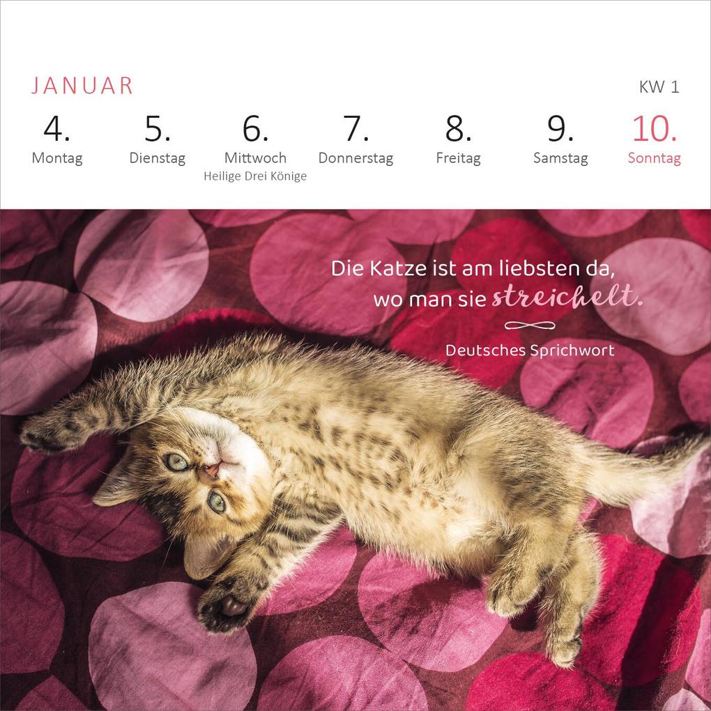 Weitere Ansicht: Mini-Wochenkalender Katzenweisheiten 2027