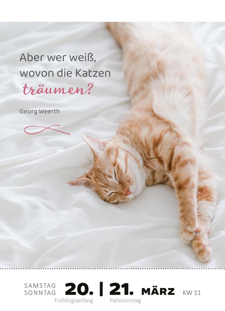 Weitere Ansicht: Abreißkalender Katzenweisheiten 2027