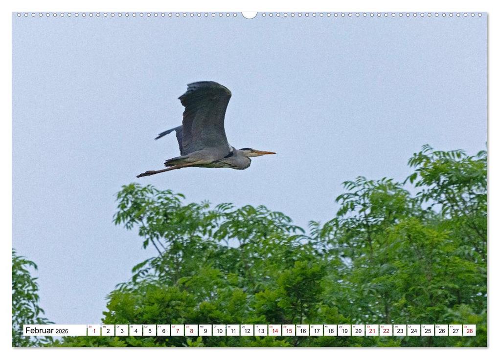 Weitere Ansicht: Angeln - Landschaft zwischen Schlei und Flensburger Förde (Wandkalender 2026 DIN A2 quer), CALVENDO Monatskalender | Siegfried Kuttig, Calvendo