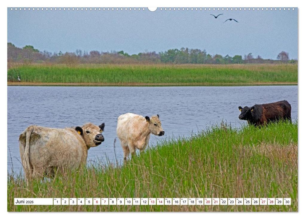 Weitere Ansicht: Angeln - Landschaft zwischen Schlei und Flensburger Förde (Wandkalender 2026 DIN A2 quer), CALVENDO Monatskalender | Siegfried Kuttig, Calvendo