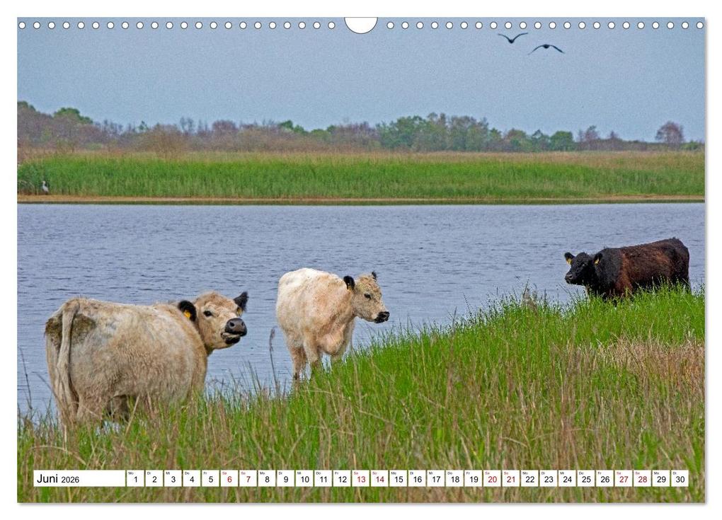 Weitere Ansicht: Angeln - Landschaft zwischen Schlei und Flensburger Förde (Wandkalender 2026 DIN A3 quer), CALVENDO Monatskalender | Siegfried Kuttig, Calvendo