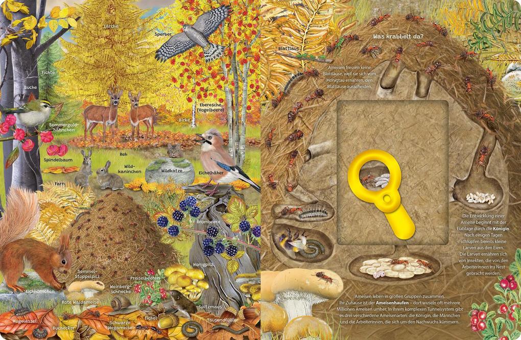 Weitere Ansicht: Mein Lupen-Wimmelbuch: Wald und Wiese