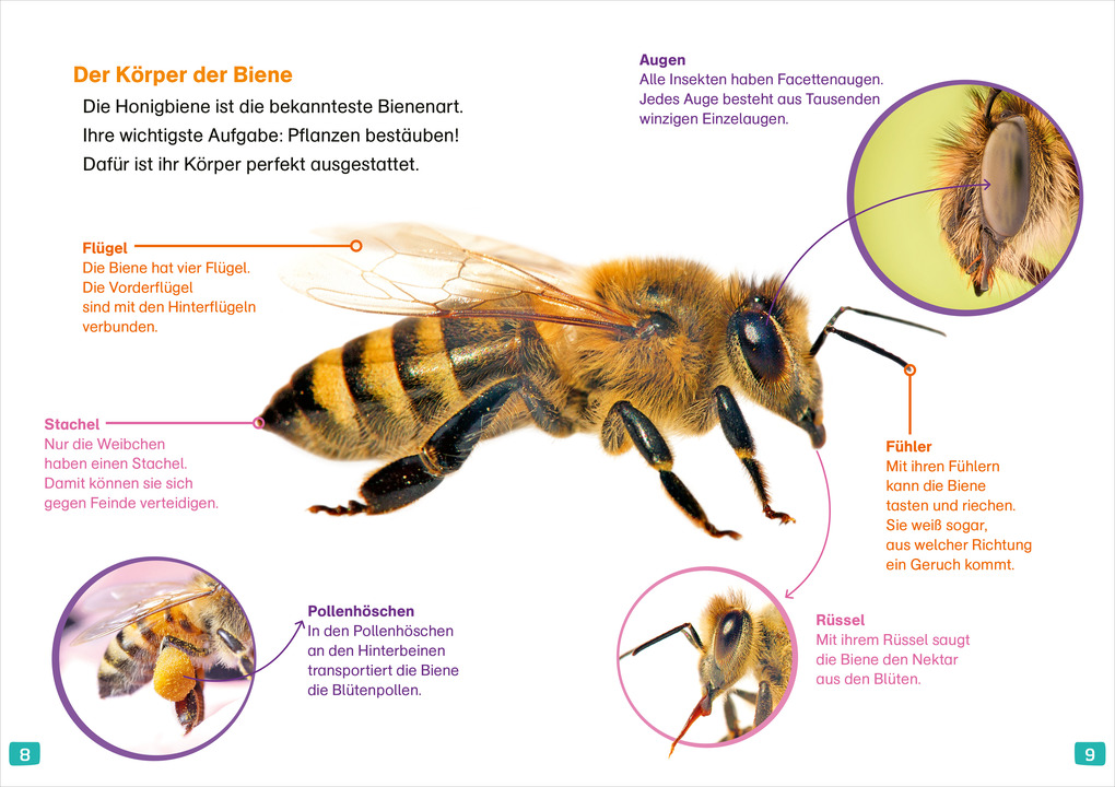 Weitere Ansicht: WAS IST WAS Erstes Lesen. Bienen | Christina Braun